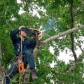 Спилим деревья любой сложности сухие аварийные в трудно доступных местах, с гарантией от повреждений